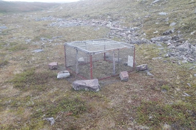 Vegetasjonsbur på Varangerhalvøya